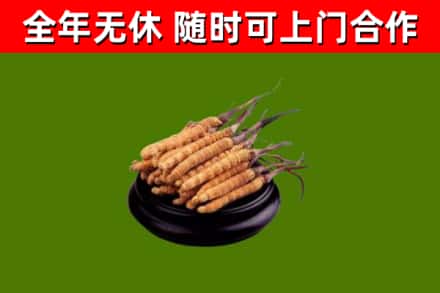 潮安回收散虫草