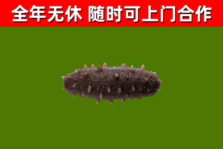 潮安回收海参干